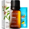 Cistus