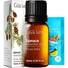 Spruce