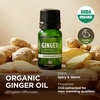 Pure Organic Lavender Essential Oil 0.34 Fl Oz – for Skin and Hair(Ginger)