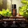 100% Pure Agarwood Essential Oil for Skin & Diffuser – 0.34 Fl Oz(Spearmint)