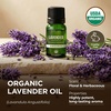 Organic Bay Laurel Leaf Essential Oil 0.34 Fl Oz – for Skin and Hair(Organic Lavender)